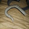 IMG-20180508-WA0009