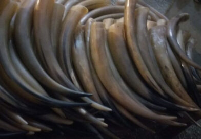 Buffalo Horn Tips