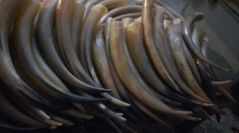 Buffalo Horn Tips